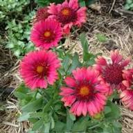 Red Aristata Grandiflora Flower Seeds – Heirloom Non-GMO High Germination Organic Garden Seeds for Planting