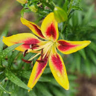 Yellow Red Lilium Flower Seeds – Heirloom Non-GMO High Germination Organic Garden Seeds