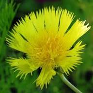 Yellow Amberboa Flower Seeds for Planting – Heirloom, Non-GMO, High Germination Organic Garden Seeds