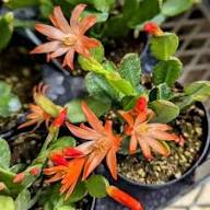 Rhipsalidopsis Orange Flower Seeds for Planting – Heirloom Non-GMO High Germination Organic Garden Seeds