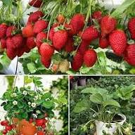 Vibrant Ozark Beauty Strawberry Seeds for Planting Heirloom Non-GMO High Germination Organic Garden Seeds