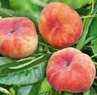 Donut Peach Saturn Peach Fruit Seeds for Planting Heirloom Non-GMO High Germination Organic Garden Seeds