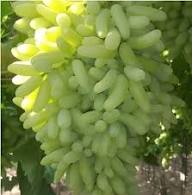 Moon Drop Green Seedless Grapes Fruit Seeds for Planting – Heirloom Non-GMO High Germination Organic Garden Seeds