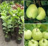 Thai White Guava Fruit Seeds for Planting Heirloom Non-GMO High Germination Organic Garden Seeds