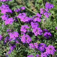 Purple White Verbena Flower Seeds Heirloom Non-GMO High Germination Organic Garden Seeds for Planting
