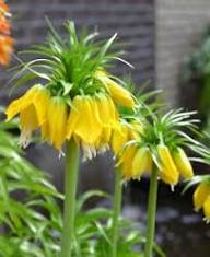 Yellow Fritillaria Flower Seeds Heirloom Non-GMO High Germination Organic Garden Seeds for Planting