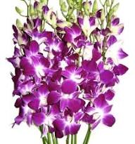Violet Orchid Flower Seeds – Heirloom Non-GMO High Germination Organic Garden Seeds