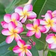 Plumeria Flower – Heirloom, Non-GMO, High Germination Organic Garden Seeds for Planting Seeds for Planting