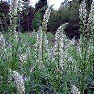 White Mignonette Flower Seeds Heirloom Non-GMO High Germination Organic Garden Seeds