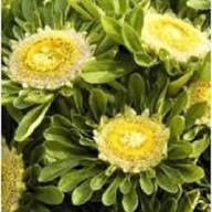 Yellow Aster Flower Seeds for Planting – Heirloom, Non-GMO, High Germination Organic Garden Seeds