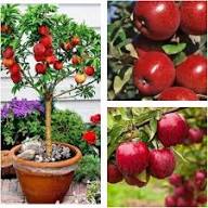 Mixed Patio Potted Fruit Seeds – Heirloom, Non-GMO, High Germination Organic Garden