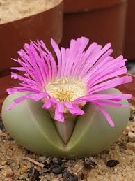Pink Argyroderma Flower Seeds Heirloom Non-GMO High Germination Organic Garden Seeds for Planting