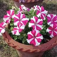 Pink White Petunia Flower Seeds – Heirloom Non-GMO High Germination Organic Garden Seeds