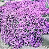 Creeping Thyme Plant Seeds Heirloom Non-GMO High Germination Organic Garden Seeds
