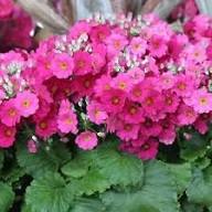Semillas de flores de Prímula malacoide rosa – Orgánicas, reliquia, sin OMG, de alta germinación para sembrar en el jardín