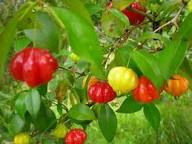 Semillas de pitanga mixtas – Variedad tradicional, sin OMG, semillas de jardín orgánicas de alta germinación para sembrar