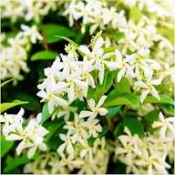 White Trachelospermum Flower Seeds Heirloom Non-GMO High Germination Organic Garden Seeds for Planting