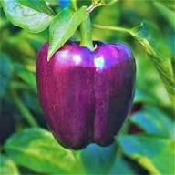 Islander F1 Purple Bell Pepper vegetable seeds for planting, non-GMO garden seeds growing sweet purple bell peppers at home naturally