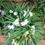 White Petiolata Flower Seeds – Heirloom Non-GMO High Germination Organic Garden Seeds