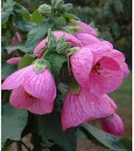 Rosa Abutilon Blumen Samen – Alte Sorte, gentechnikfrei, keimfreudige Bio-Gartensamen zum Einpflanzen