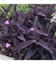 Lavendelfarbene Tradescantia Blumensamen – Alte Sorte, gentechnikfrei, hohe Keimfähigkeit, Bio-Samen