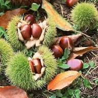 Castanea Seeds Yellow Heirloom Non-GMO High Germination Organic Garden Seeds for Planting