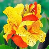Yellow Red Canna Lily Flower Seeds – Heirloom Non-GMO High Germination Organic Garden Seeds