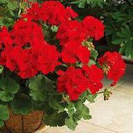 Geranium Pelargonium Flower Seeds Red – Heirloom Non-GMO Organic Garden Seeds