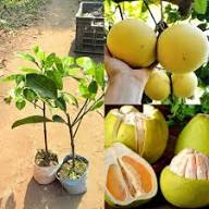 Pomelo Seeds Yellow – Heirloom, Non-GMO, High Germination Organic Garden Seeds for Planting