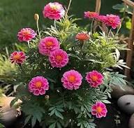 Marigold Flower Seeds Pink – Heirloom, Non-GMO, High Germination Organic Garden Seeds