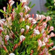 Red White Oxalis Versicolor Flower Seeds Heirloom Non-GMO High Germination Organic Garden Seeds