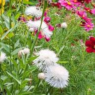 Centaurea Flower Seeds White Heirloom Non-GMO High Germination Organic Garden Seeds for Planting