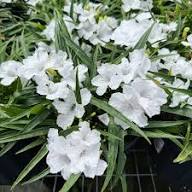 Ruellia Brittoniana Flower Seeds for Planting – Heirloom, Non-GMO, High Germination Organic Garden Seeds