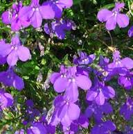 Purple Lobelia Erinus Flower Seeds – Heirloom, Non-GMO, High Germination Organic Garden Seeds for Planting Seeds for Planting