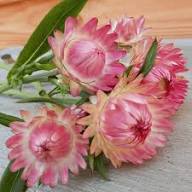 Semillas de flores de Helichrysum rosa claro – Heirloom, sin OMG, semillas de alta germinación