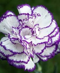 White Purple Dianthus Caryophyllus Flower Seeds – Heirloom, Non-GMO, High Germination Organic Garden Seeds for Planting