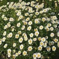 Pyrethrum Flower Seeds White Heirloom Non-GMO High Germination Organic Garden Seeds for Planting