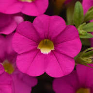 Semillas de flores de Calibrachoa rosa – Heirloom, sin OMG, semillas de jardín orgánicas de alta germinación para sembrar