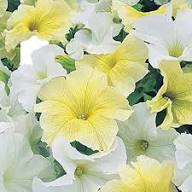 White Yellow Petunia Flower Seeds for Planting | Heirloom Non-GMO Organic