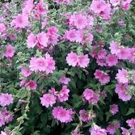 Pink Lavatera Rosea Flower Seeds for Planting – Heirloom Non-GMO High Germination Organic Garden Seeds