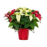 Mixed Poinsettia Flower Seeds – Heirloom, Non-GMO, High Germination Seeds