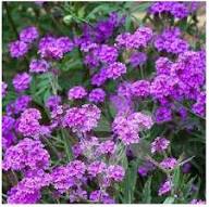 Purple Verbena Flower Seeds for Planting – Heirloom, Non-GMO, High Germination