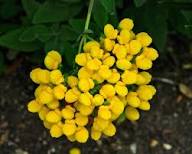 Yellow Giant Calceolaria Flower Seeds Heirloom Non-GMO High Germination Organic Garden Seeds for Planting