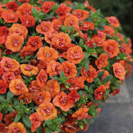 Calibrachoa Flower Seeds Green – Heirloom, Non-GMO, High Germination Organic Garden Seeds for Planting, Seeds for Planting