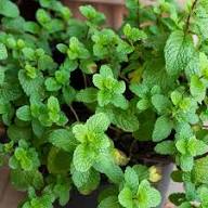 Organic Mint Plant Seeds Heirloom Non-GMO High Germination Organic Garden Seeds for Planting