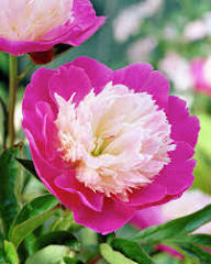 Red White Peony Flower Seeds – Heirloom Non-GMO High Germination Organic Garden Seeds