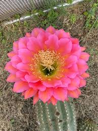 Pink Echinocereus Flower Seeds Heirloom Non-GMO High Germination Organic Garden Seeds for Planting
