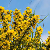 Yellow Gorse Flower Seeds – Heirloom, Non-GMO, High Germination Seeds