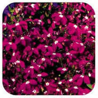 Lobelia Regatta Flower Seeds Pink – Heirloom Non-GMO High Germination
