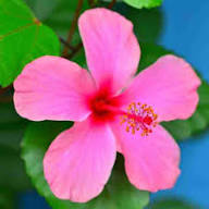 Hibiscus Flower Seeds Perennial for Planting – Heirloom Non-GMO Organic Garden Seeds High Germination